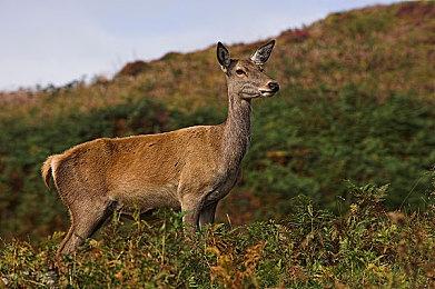 索尼展示PS5 Slim新配色替换外壳 发售时间未定