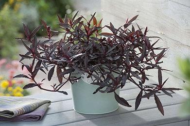 《博德之门3》5号迷你补丁上线 修正崩溃启动等问题